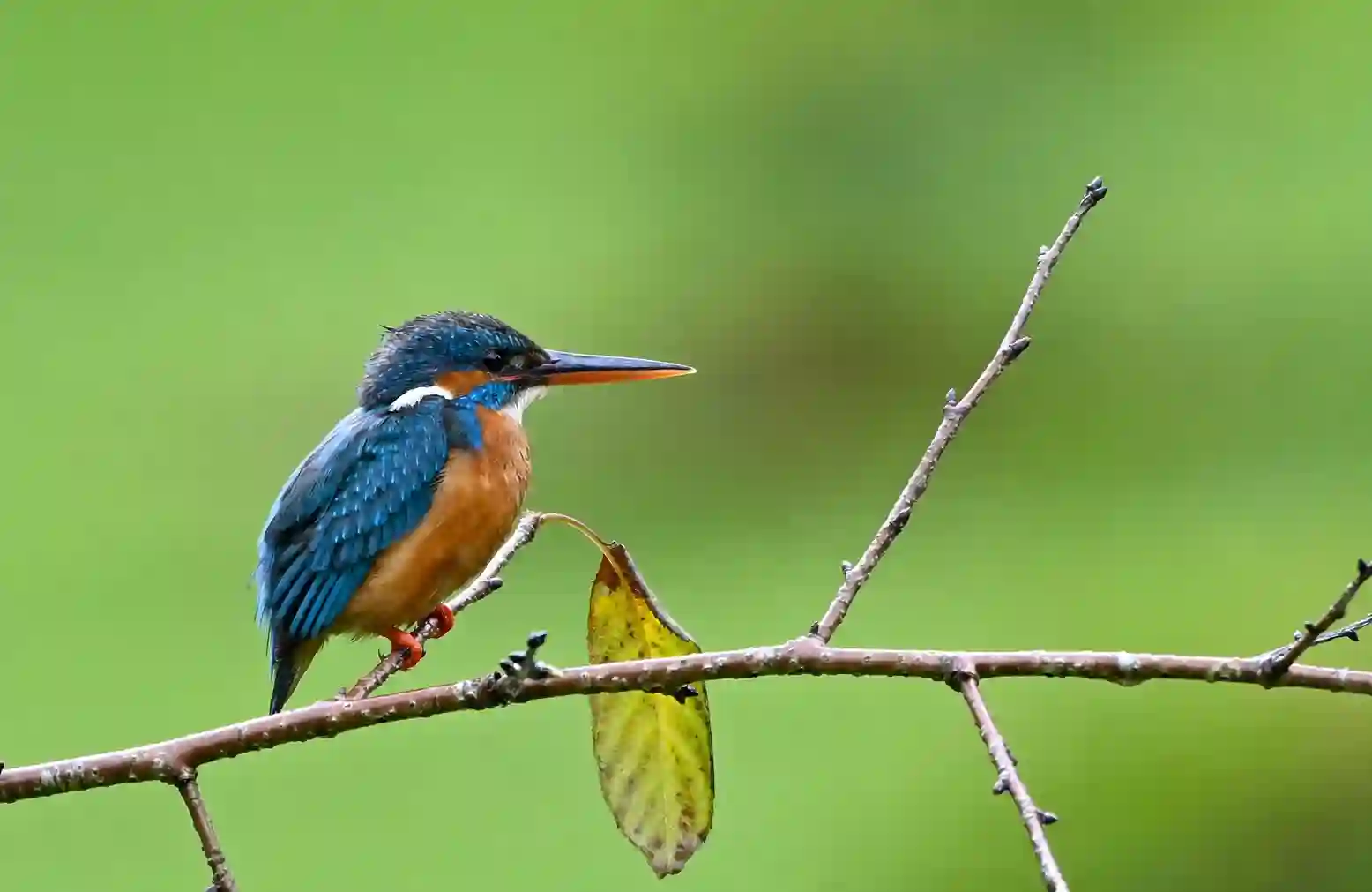Sri Lankan1