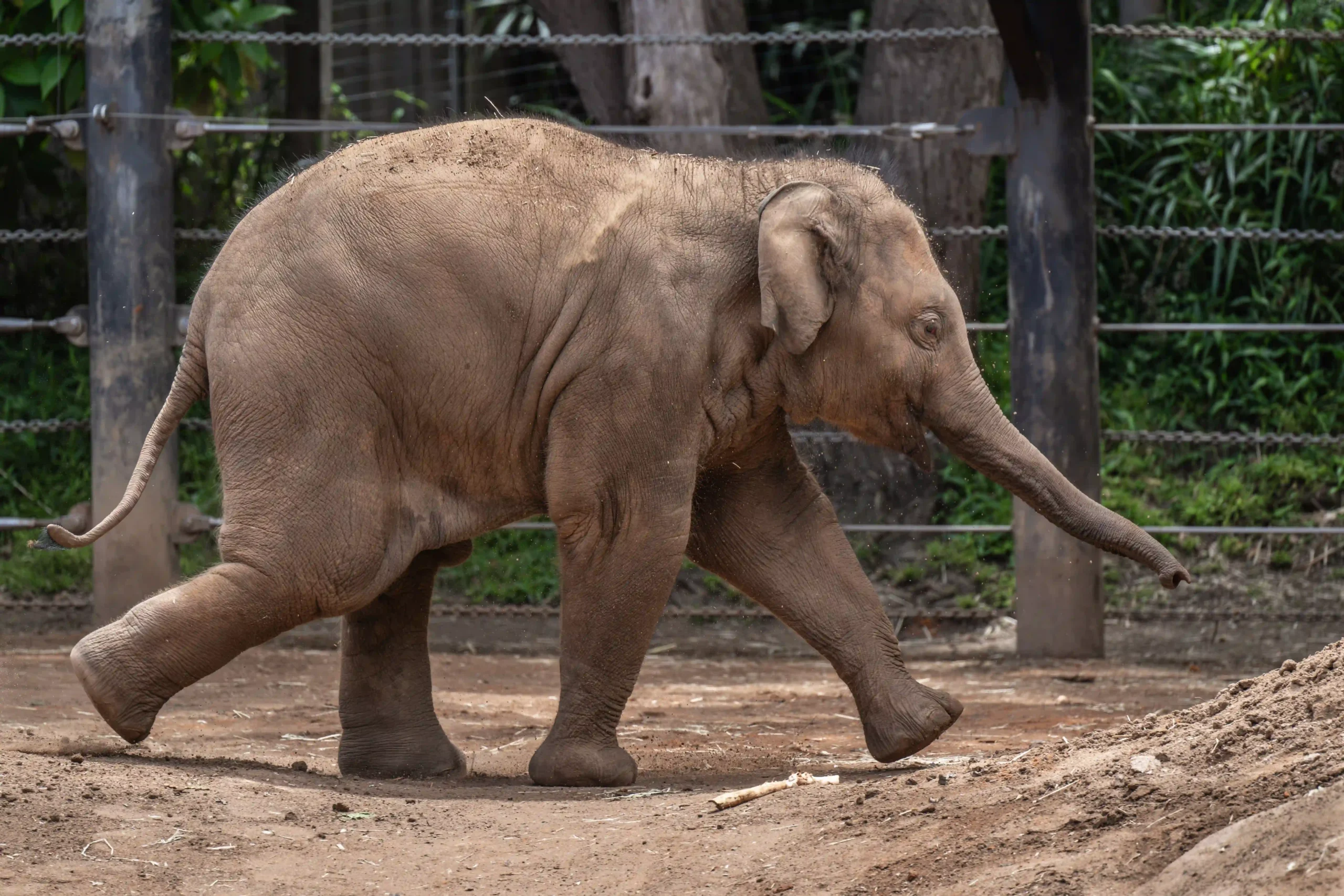 Asian Elephants