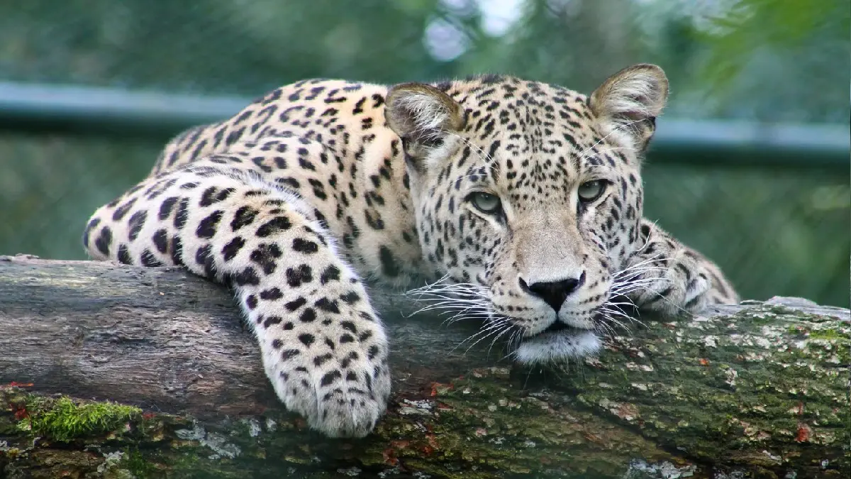 Bera Leopard Country