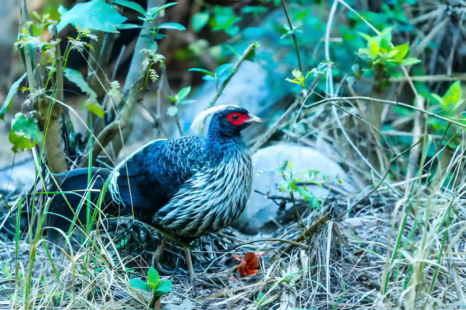 Blood Pheasant