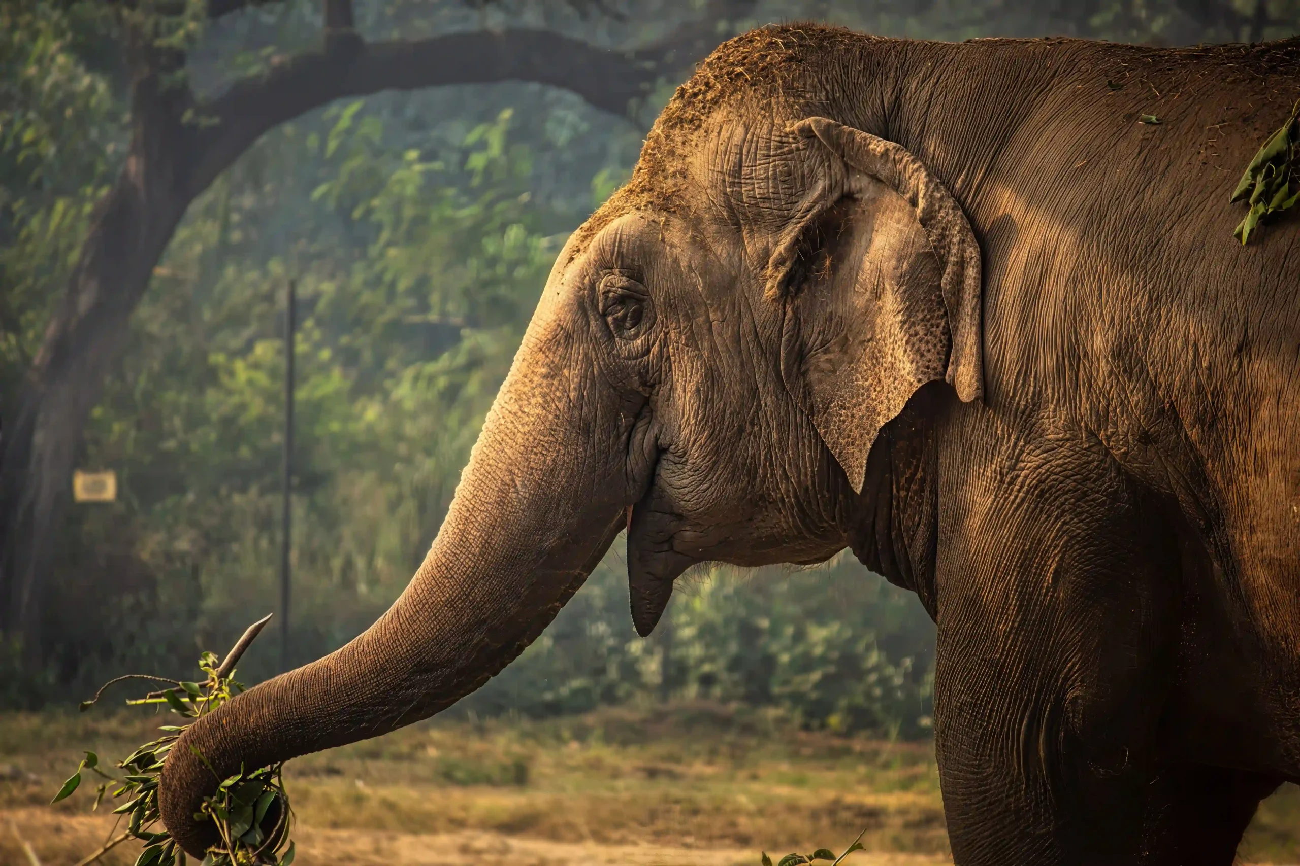 Corbett Tiger Reserve1