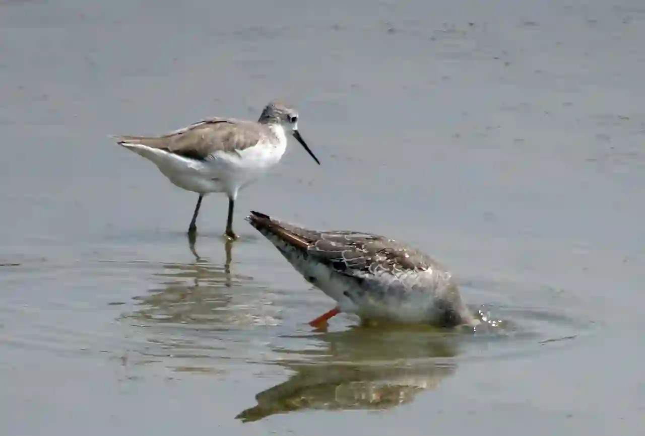 Gujarat wildlife