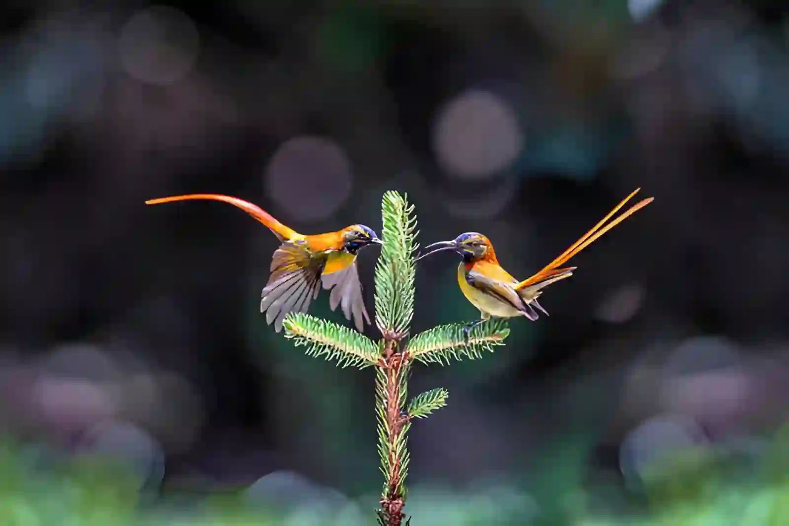 Himalayan bird species