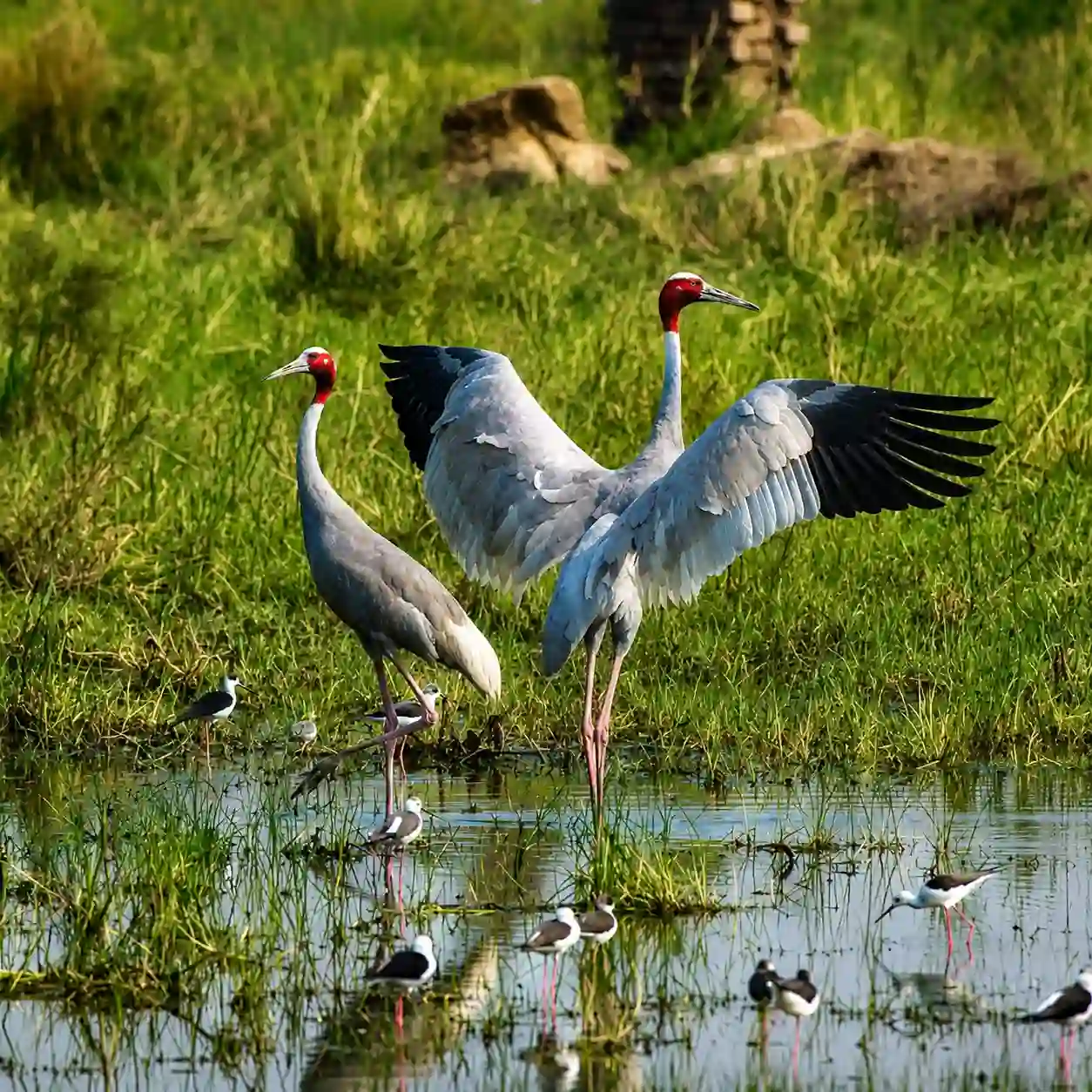 Keoladeo National Park