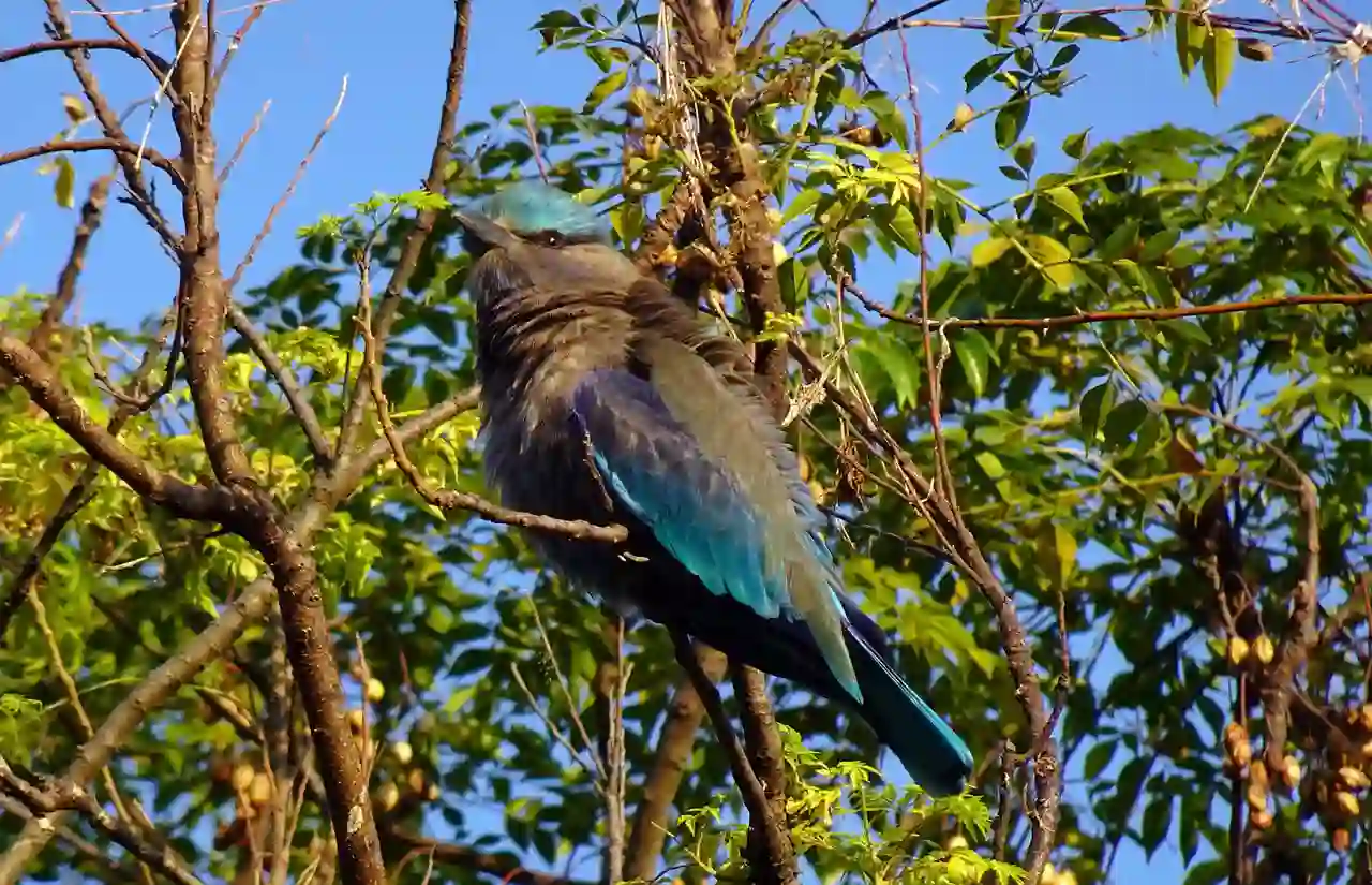 Manas National Park