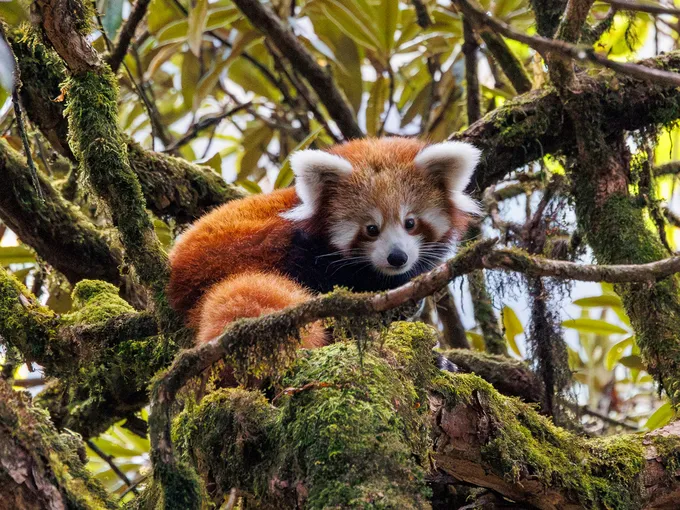 Red Panda