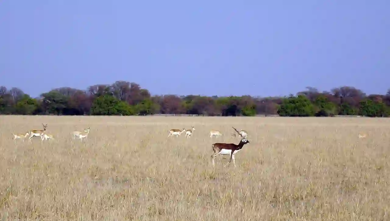Tal Chhapar Blackbuck Sanctuary