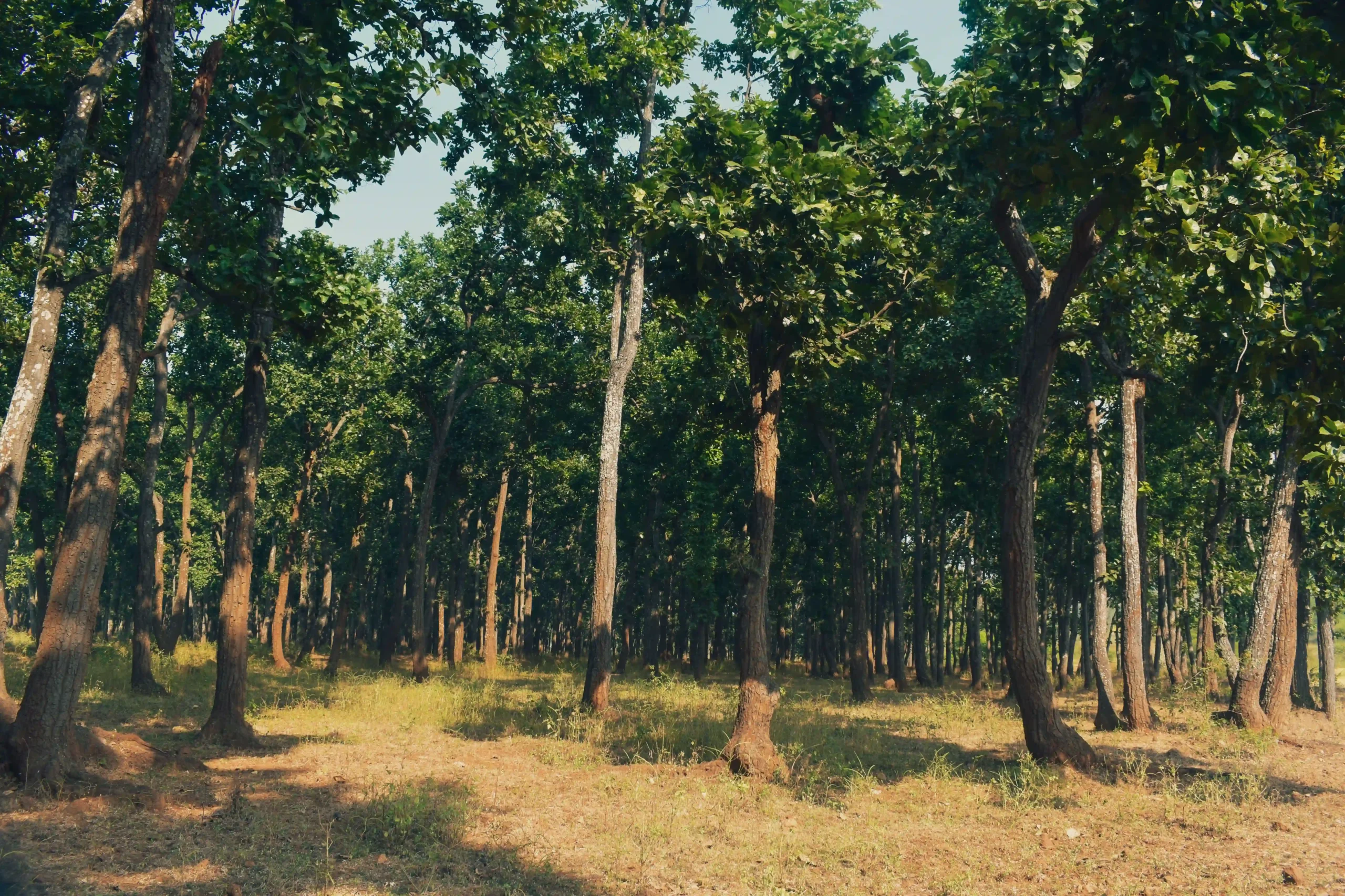 Western Indian forest specialties