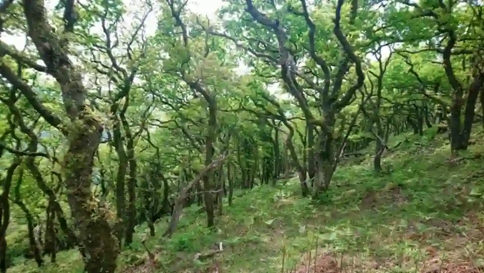 oak woodlands