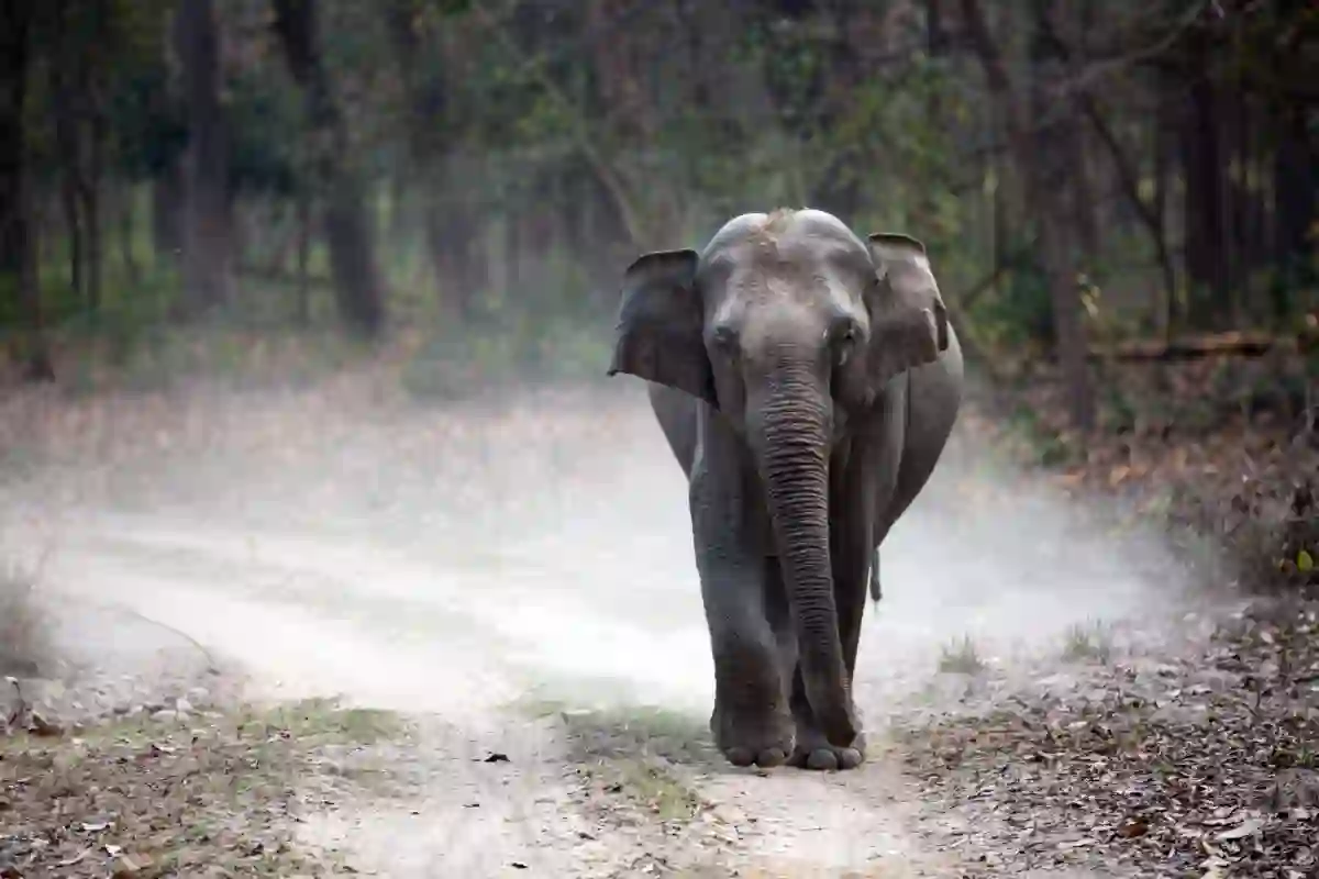 wildlife of Jim Corbett